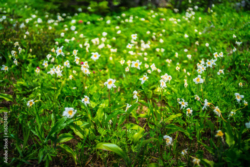 The typical avalanche lilies growing in the meadows of Mount Rainier, in Washington.