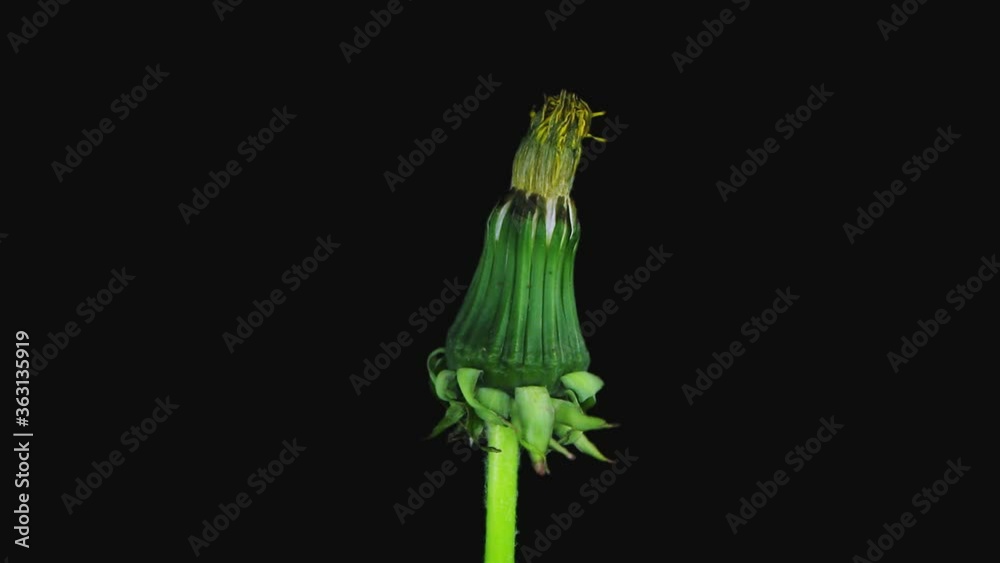 Time-lapse of opening Dandelion fluff 4d3  in RGB + ALPHA matte format isolated on black background
