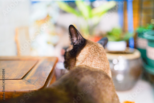 The back of Siamese cat in the garden