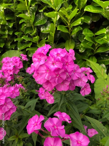 A pink flower with green plants on the background