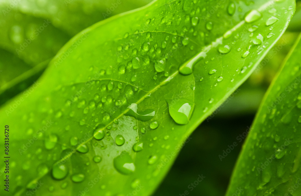 Rain drops on green leaf Rain drops on green leaf