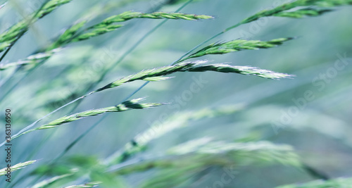 Decorative grass Blue Fescue. Festuca glauca spikelets. Natural background.