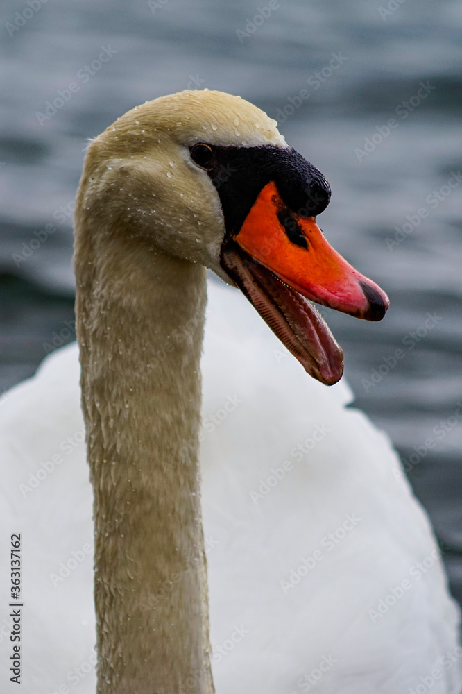 Obraz premium Schwan auf dem See