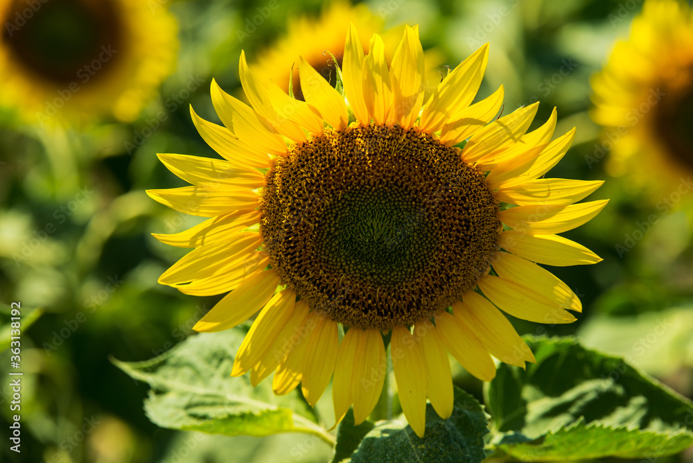 Close up of sunflower Close up of sunflower