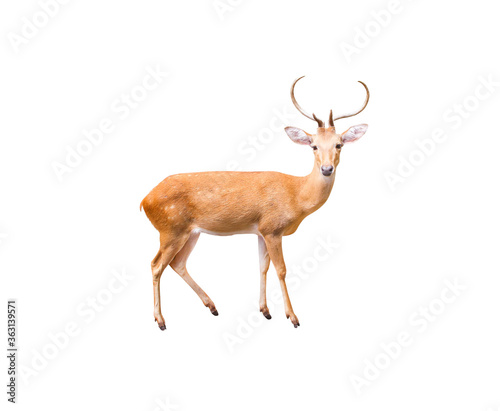 Young dear with antler standing isolated on white background , clipping path