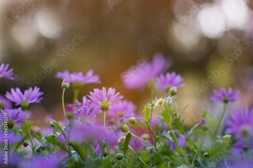 Violet daisy flower blossom growing in garden in bokeh tree background, purple beautiful flower