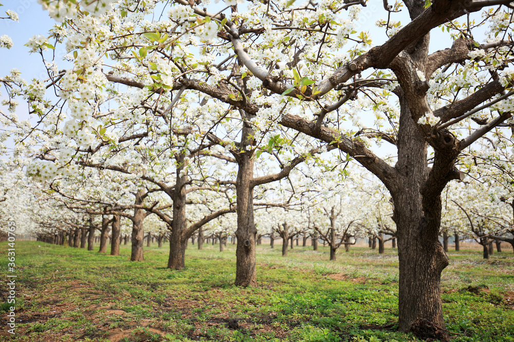 Pear trees blossom in spring