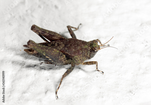 Macro Photo of Grasshopper on White Floor © backiris