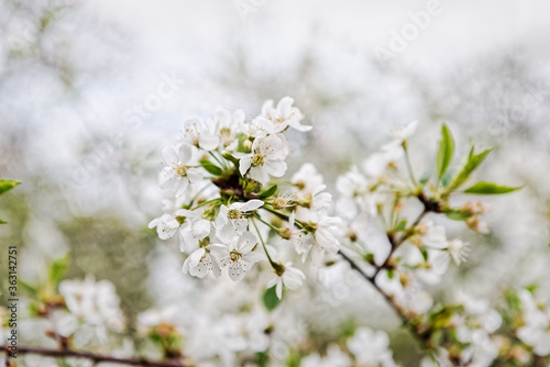 Apple or cherry branch with blossoms in spring. White florar background.