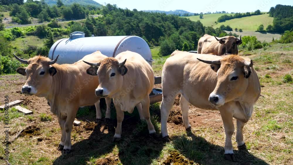 herd of cows in a meadow herd of cows in a meadow