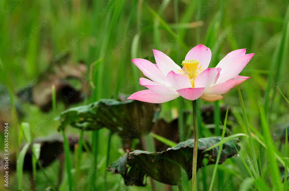 Lotus flower in natural water source Full bloom before noon Lotus flower in natural water source Full bloom before noon