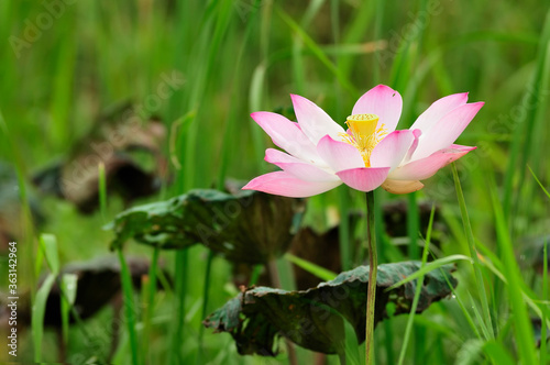 Lotus flower in natural water source Full bloom before noon