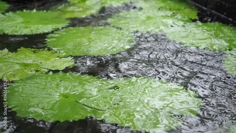 Rain fall into lotus leaf pool. Rain fall into lotus leaf pool.