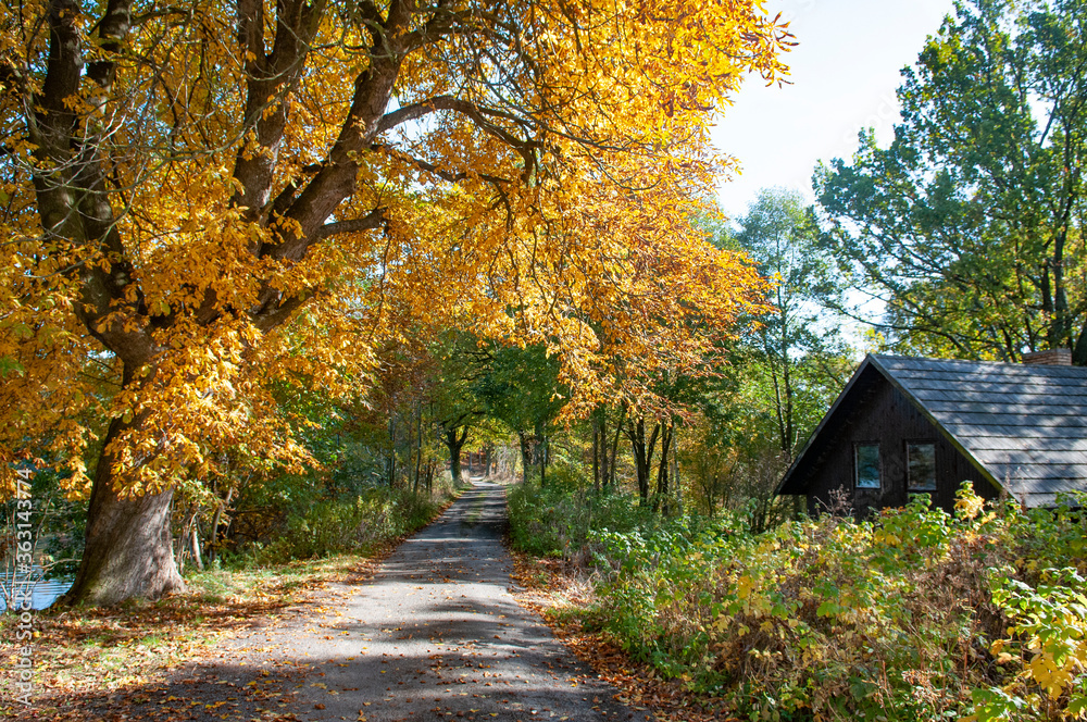 Autumn nature in the highlands. Colorful leaves on the trees, beautiful poetic views. Autumn nature in the highlands. Colorful leaves on the trees, beautiful poetic views.