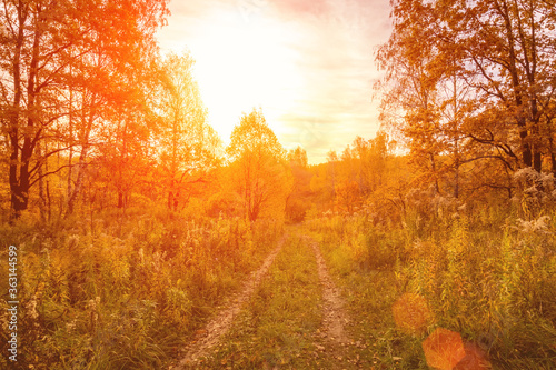 Sunset on a field with grass and trees in golden autumn. photo