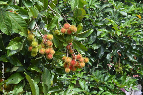 Rambutan fruit on tree