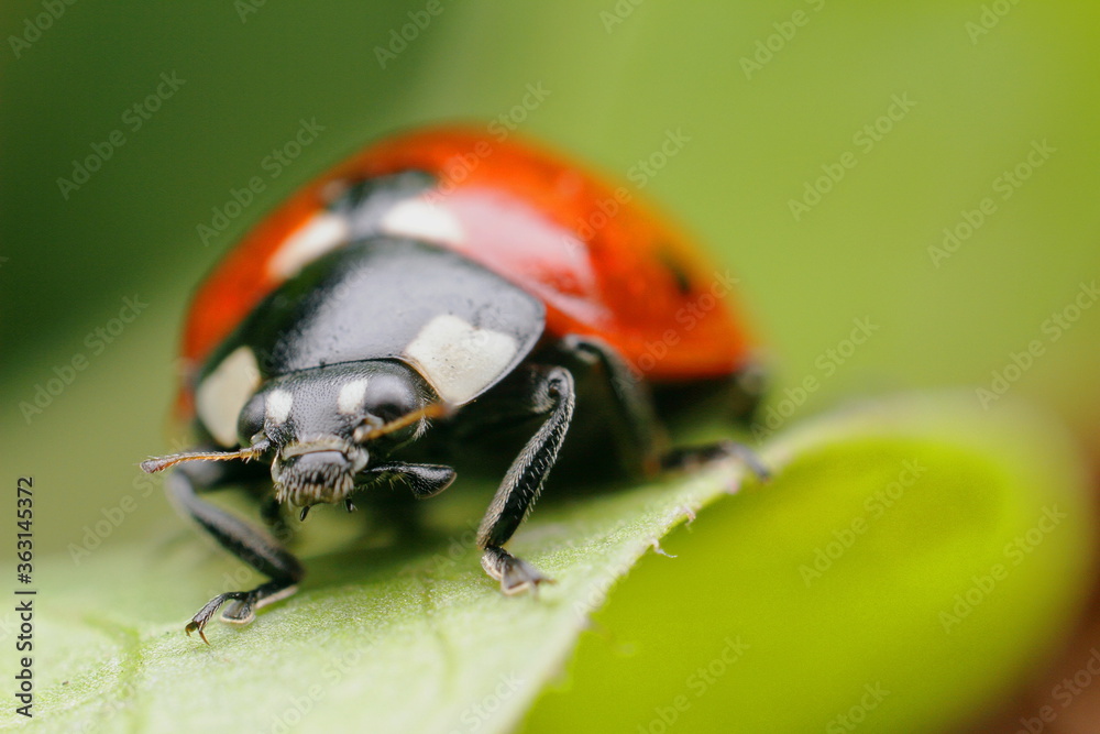 Ladybird bright red on a juicy yawning sheet