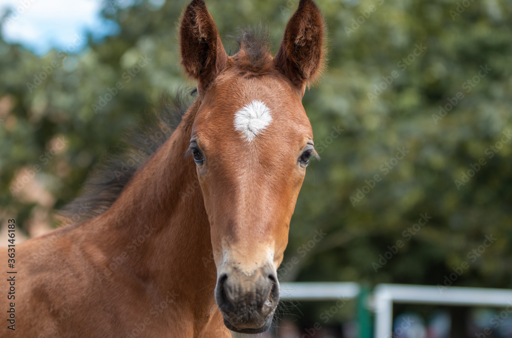Fototapeta premium Trakehner Fohlen