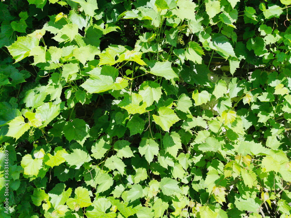 Fototapeta premium Young buds of grapes with undeveloped bunches of grapes.