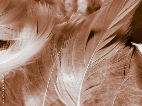 Beautiful abstract white and brown feathers on black background and soft yellow feather texture on white pattern and yellow background, feather background, gold feathers banners © Weerayuth