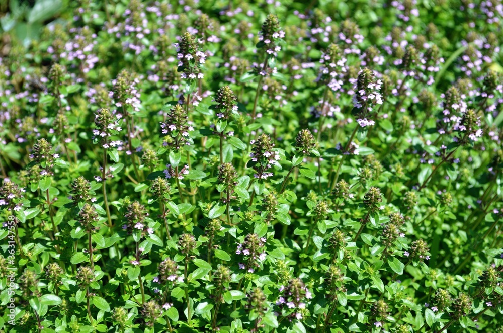 Thyme herb growing in garden. Thymus vulgaris Thyme herb growing in garden. Thymus vulgaris