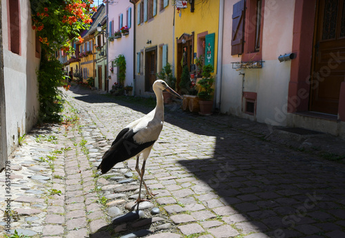 Störche in Eguisheim im Elsass