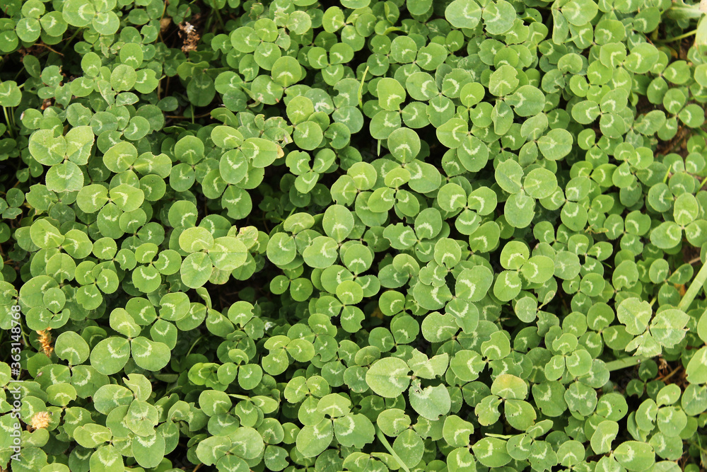 background of green
clover background of green
clover