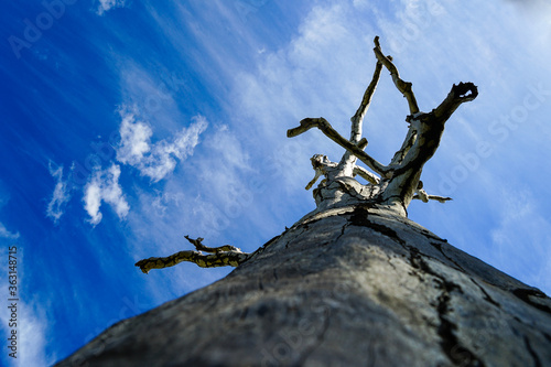 Dramatic view: looking up along the trunk of an old dead tree with branches silhouetted against vivid blue sky with wispy clouds. Queensland, Australia.