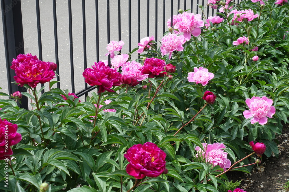 Crimson and pink flowers of peonies in the garden in May