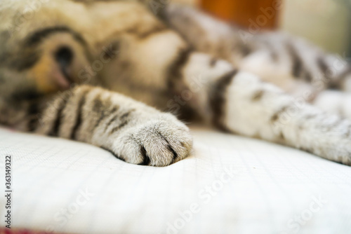 Paws of a tabby cat resting on its stomach