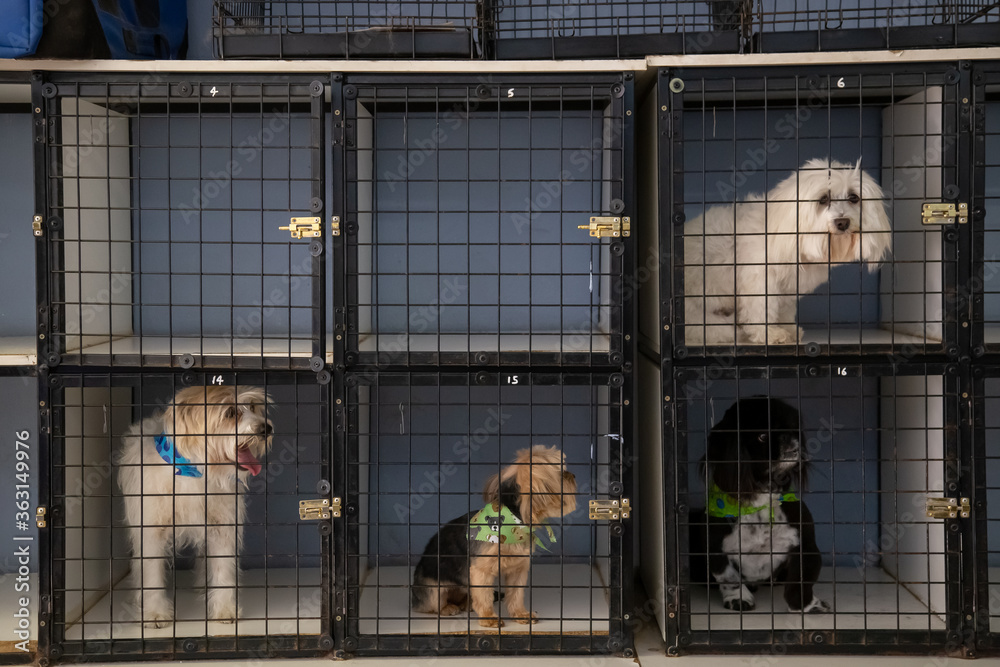 Puppy dogs in square kennel cages looking at the camera two cages empty Puppy dogs in square kennel cages looking at the camera two cages empty