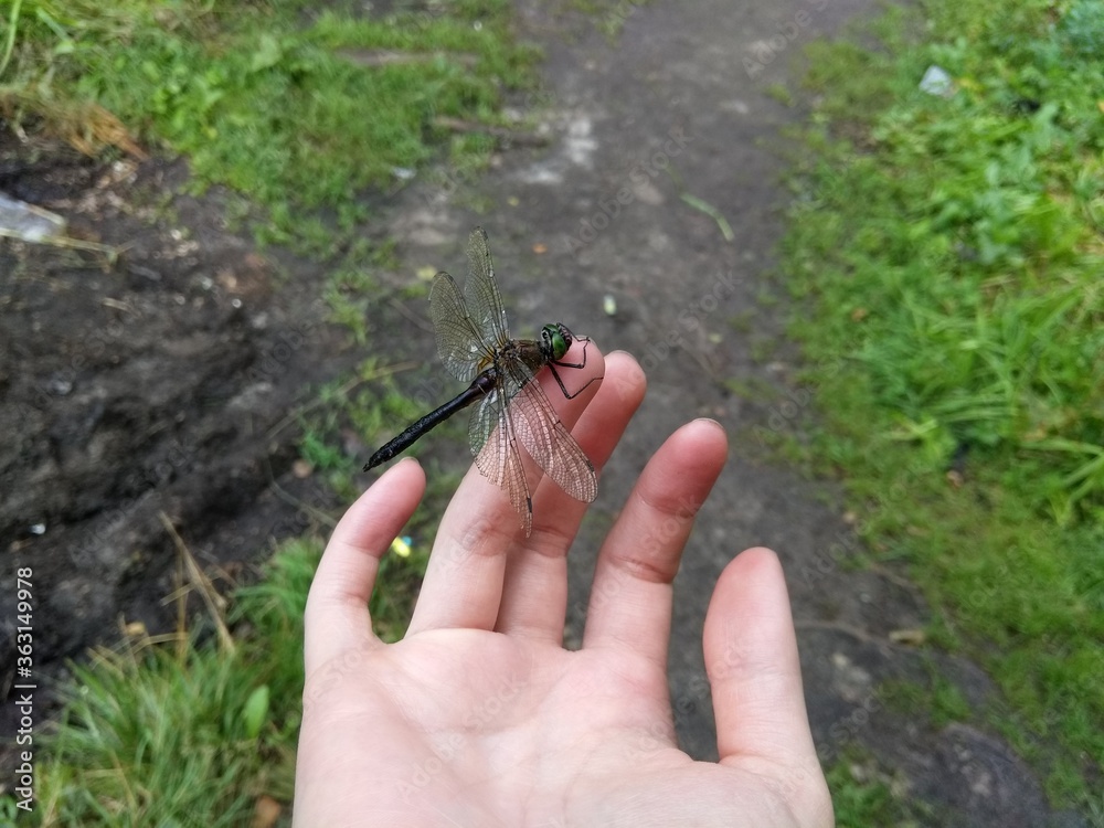 dragonfly dragonfly