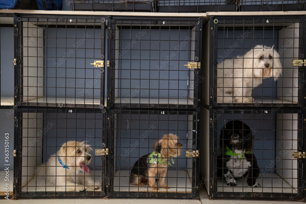 Puppy dogs in square kennel cages looking at the camera two cages empty Puppy dogs in square kennel cages looking at the camera two cages empty