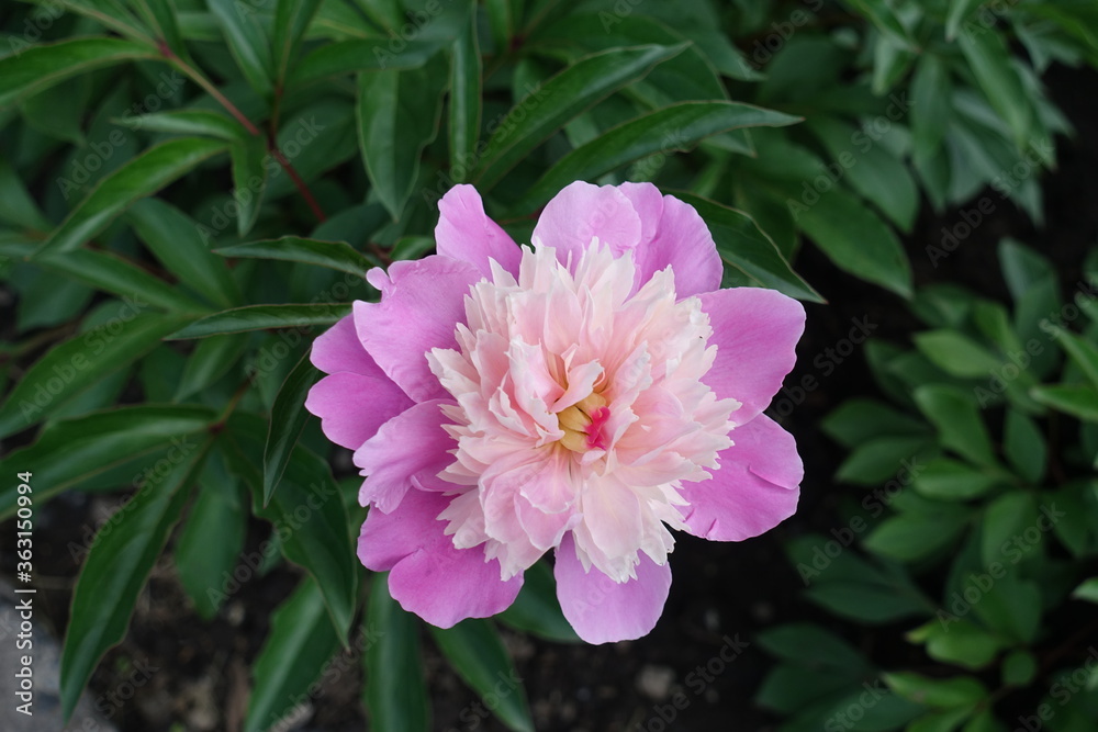 Bicolor anemone flowered peony in bloom in May Bicolor anemone flowered peony in bloom in May