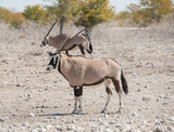 Oryxantilopen im Naturreservat Etosha Nationalpark Namibia Südafrika