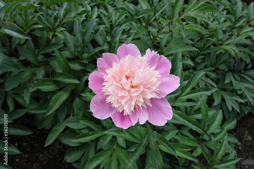 Anemone flowered peony in bloom in late spring