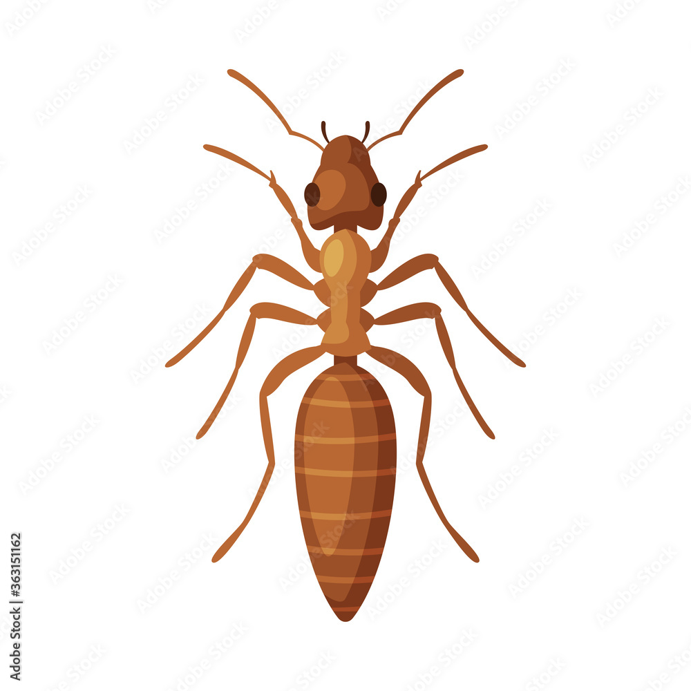House Ant Insect, Pest Control and Extermination Concept Vector Illustration on White Background House Ant Insect, Pest Control and Extermination Concept Vector Illustration on White Background