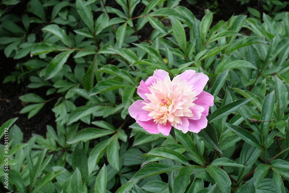 One bicolor flower of common peony in May One bicolor flower of common peony in May