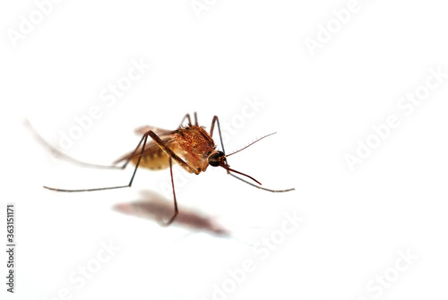 Mosquito dangerous villain destroys lives, stop Zika fever/ white background 