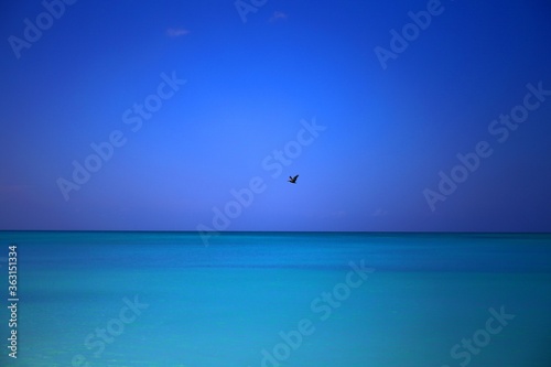 Bird and sea photo