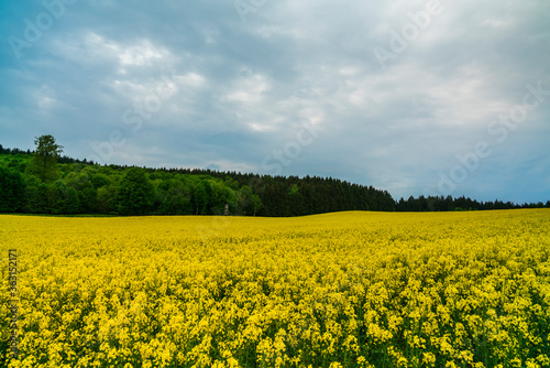 Germany  Yellow blooming rapeseed field at edge of forest of swabian alb landscape with smooth moving clouds