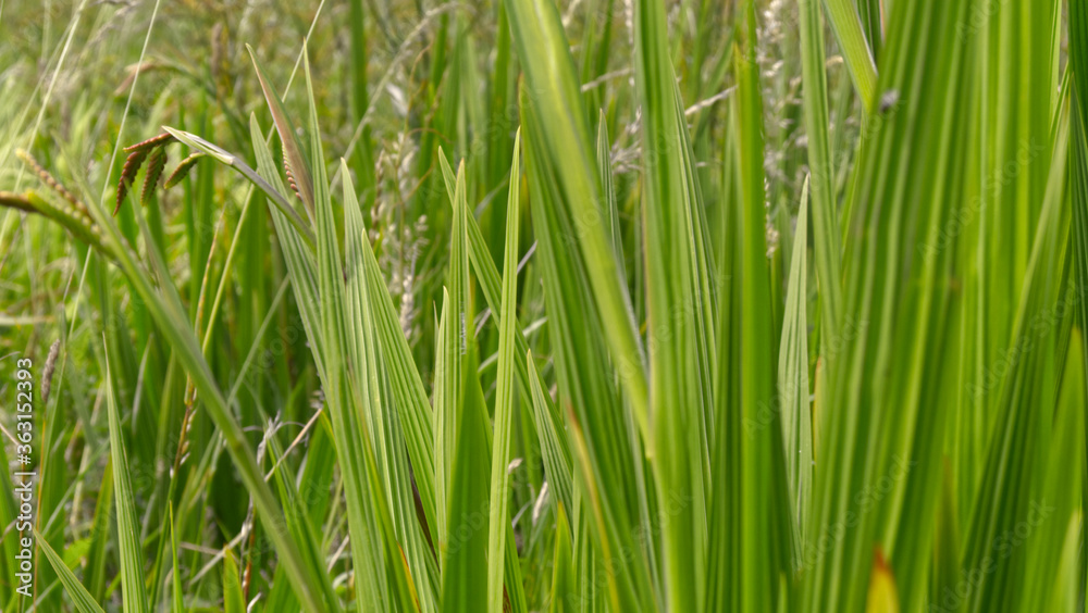 Green grasses near the river, in South East Cornwall, UK Green grasses near the river, in South East Cornwall, UK