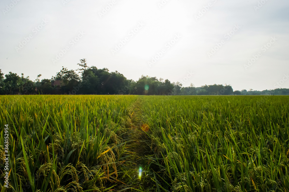 soft focus rice seeds in the afternoon,