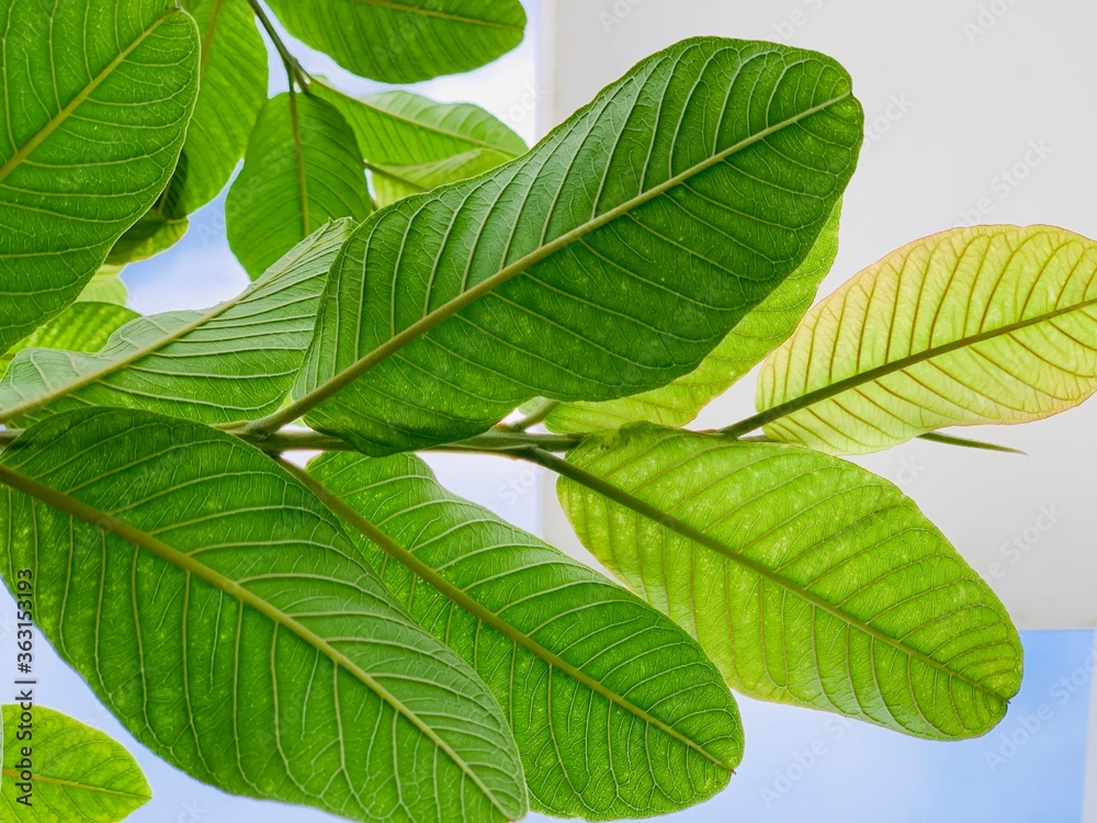 leaf, green, nature, plant, tree, leaves, isolated, branch, spring, summer, foliage, white, plants, fresh, flora, growth, macro, forest, closeup, garden, environment, texture, chestnut, botany, herb leaf, green, nature, plant, tree, leaves, isolated, branch, spring, summer, foliage, white, plants, fresh, flora, growth, macro, forest, closeup, garden, environment, texture, chestnut, botany, herb