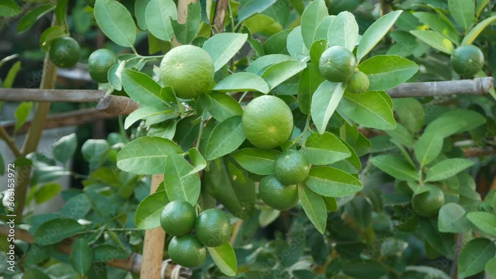 Lime green tree hanging from the branches of it Lime green tree hanging from the branches of it