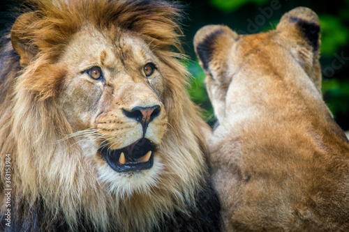 Berber lion with a lioness