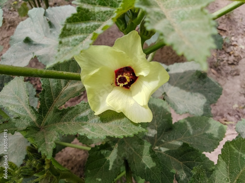 Flower of the Okra or ladyfinger plant  photo