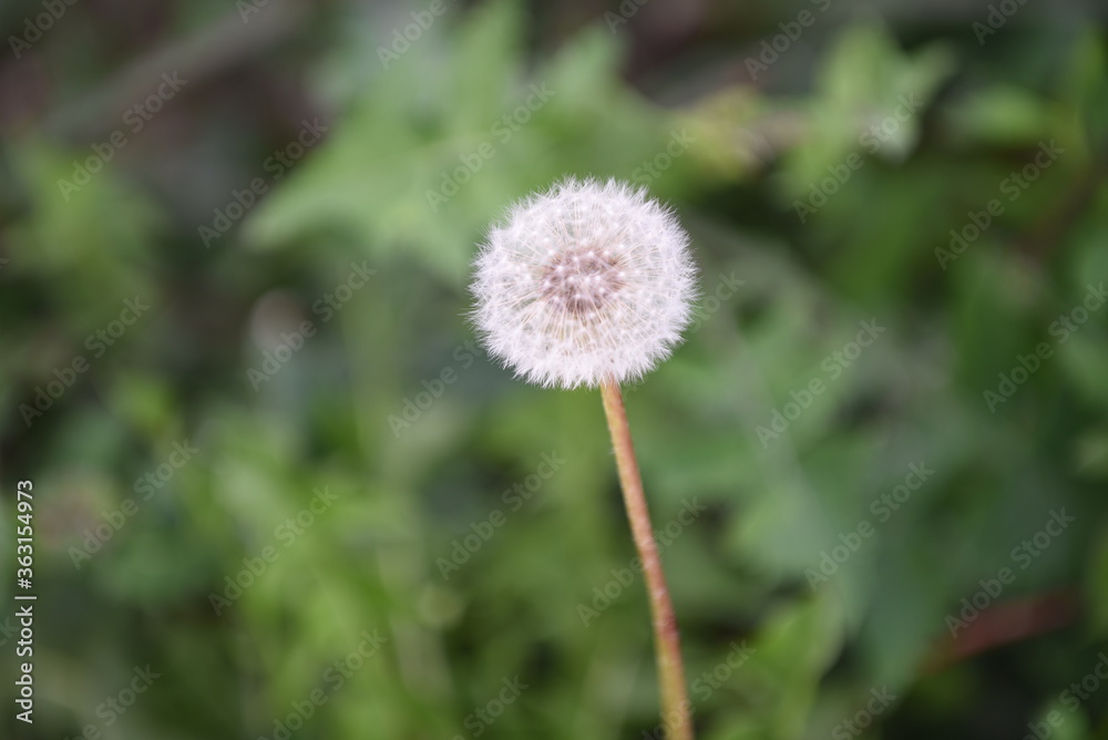 dandelion on a beautiful summer day with green background
dandelion on a beautiful summer day with green background