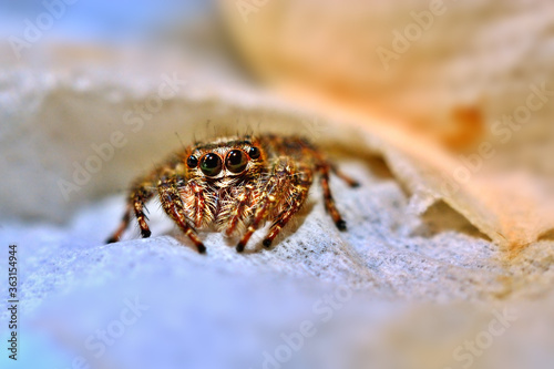 jumping spiders  male  close up