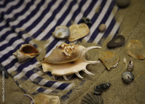beach background of striped vest, sand, seashells and rocks close-up